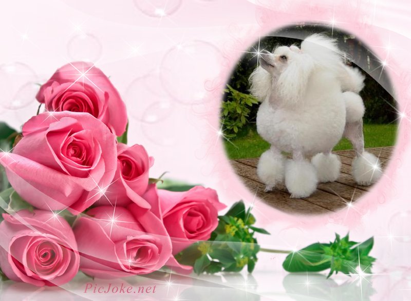 pipsavalentine.jpg