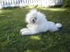 My Poodles