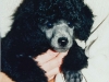 Puppypictures
